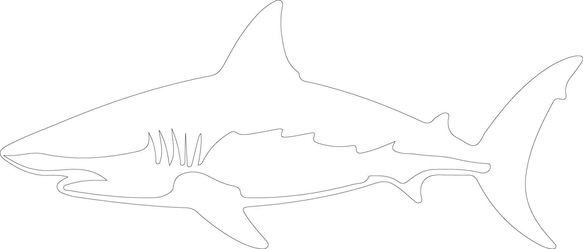 tiger shark    outline silhouette vector