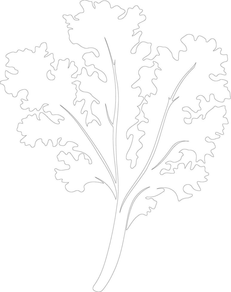 kale  outline silhouette vector