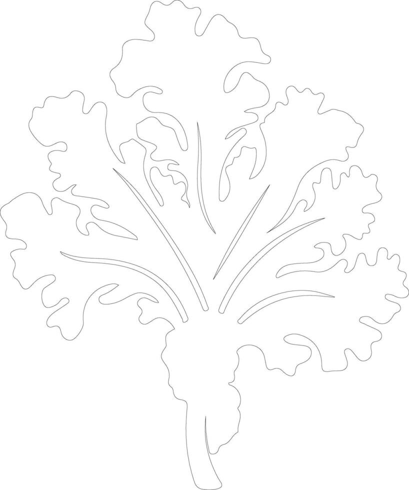 kale  outline silhouette vector