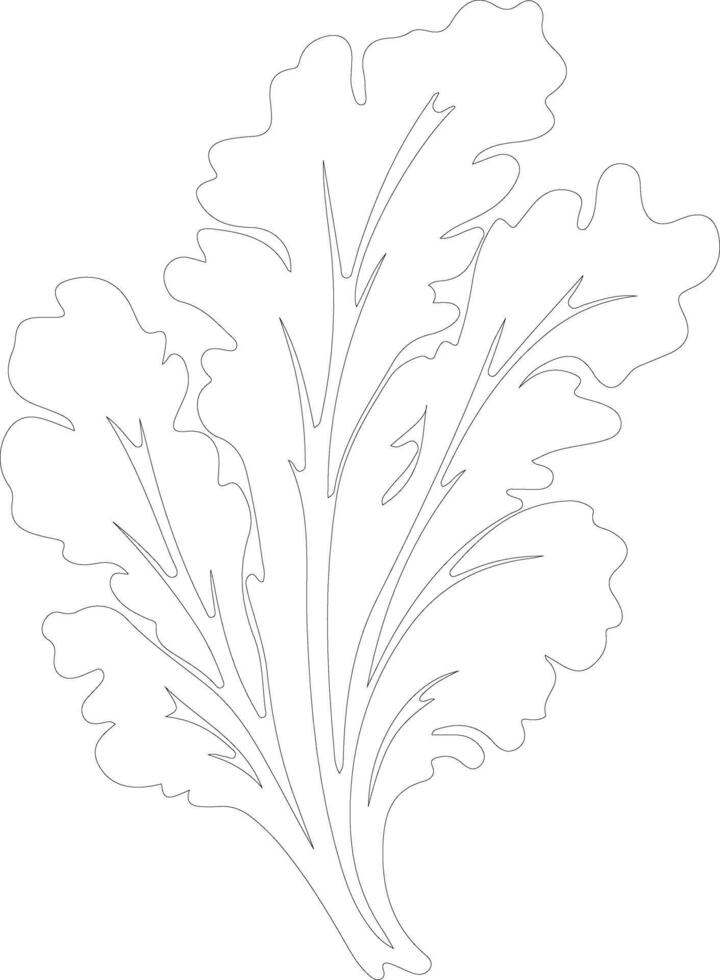 lettuce  outline silhouette vector