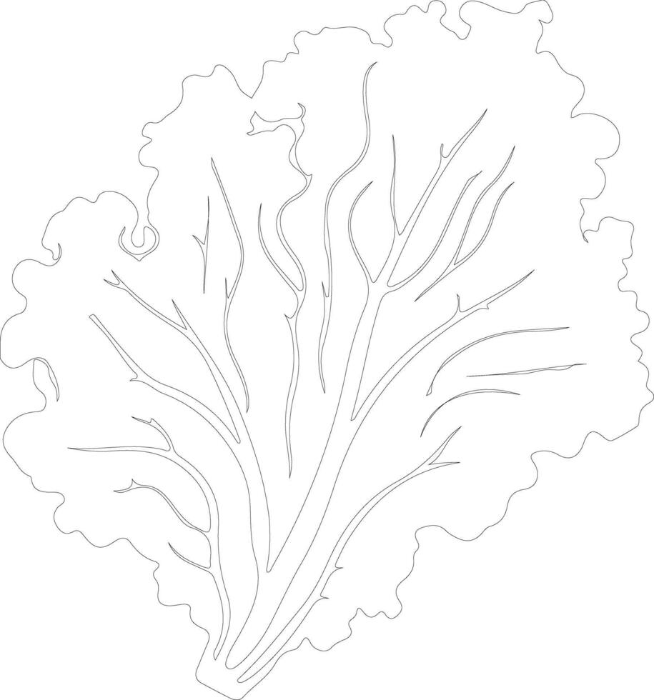 lechuga contorno silueta vector