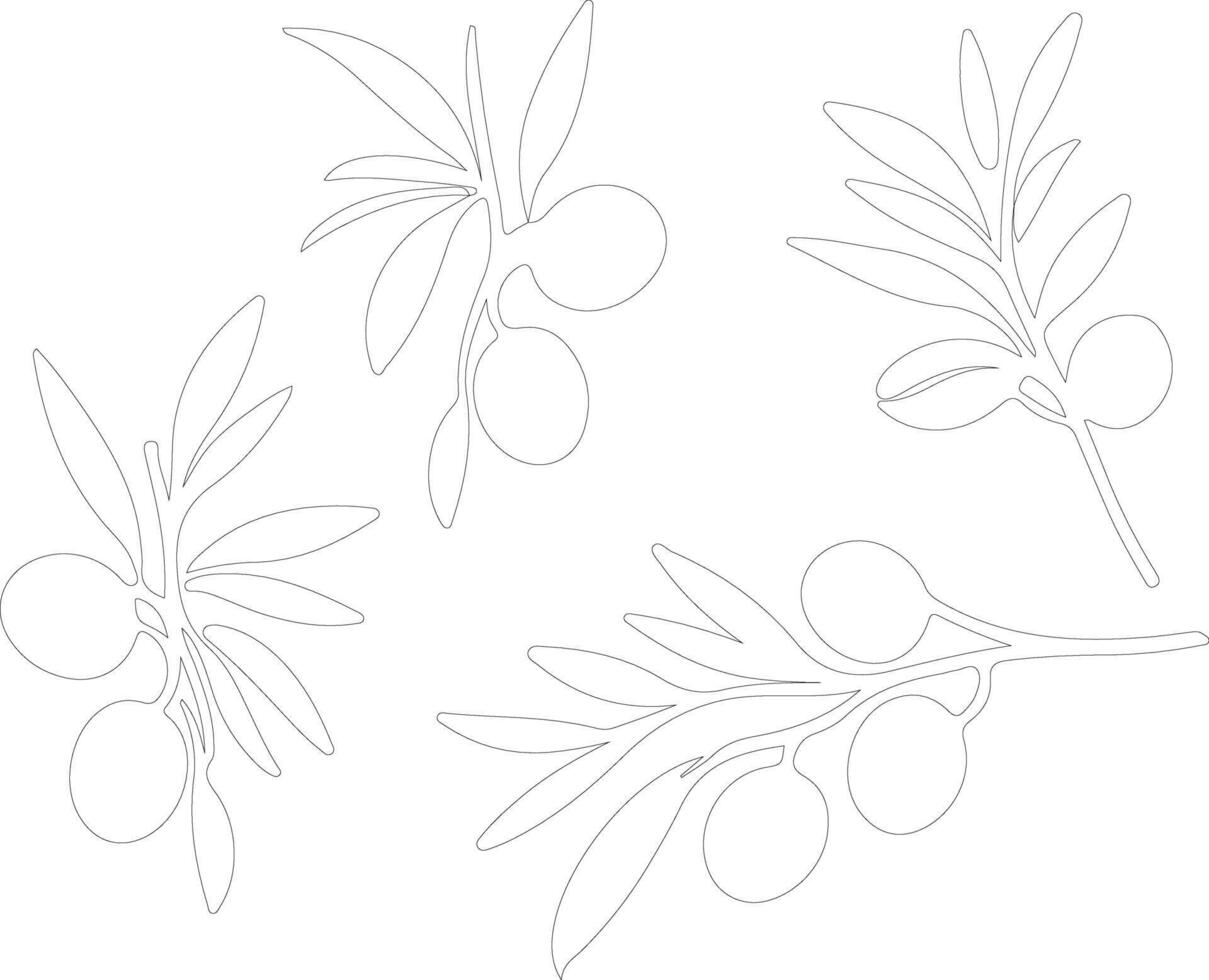 olive  outline silhouette vector