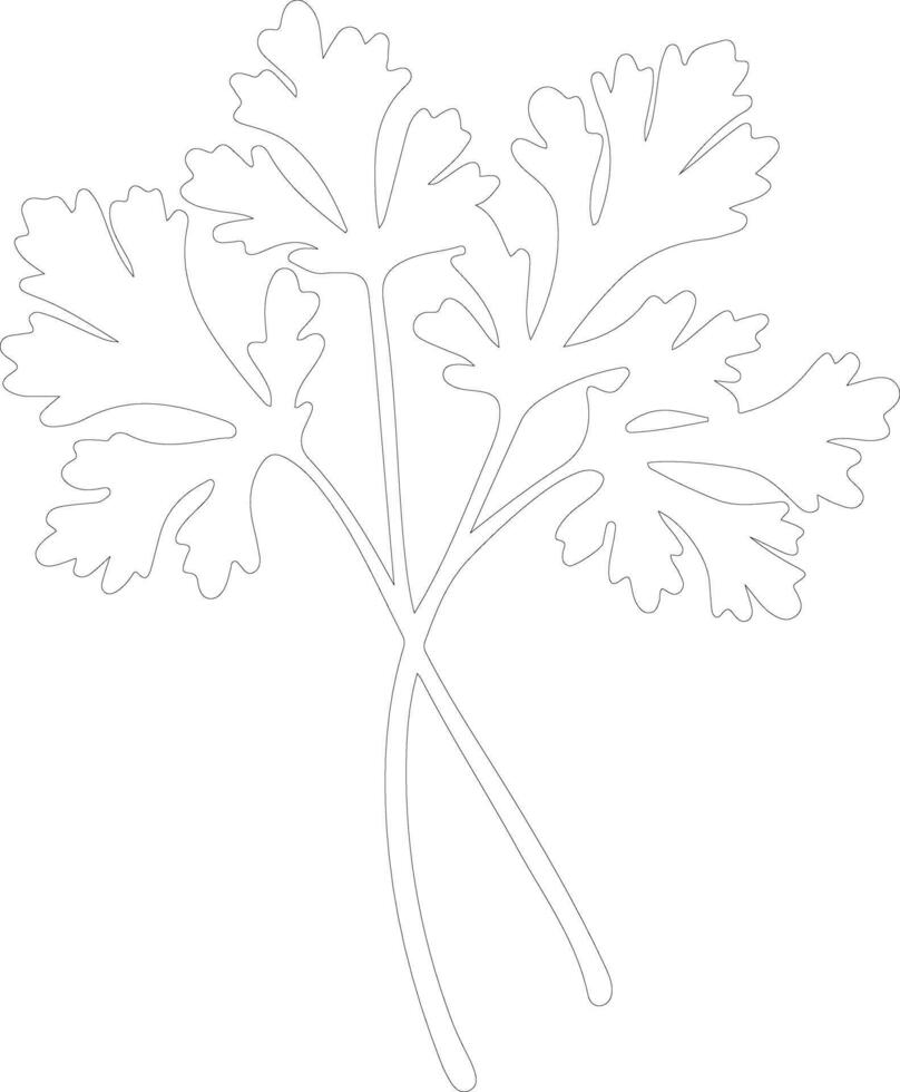 parsley  outline silhouette vector