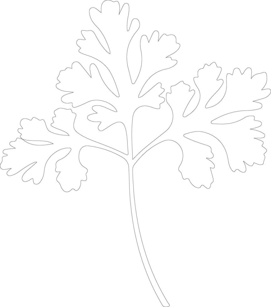 parsley  outline silhouette vector