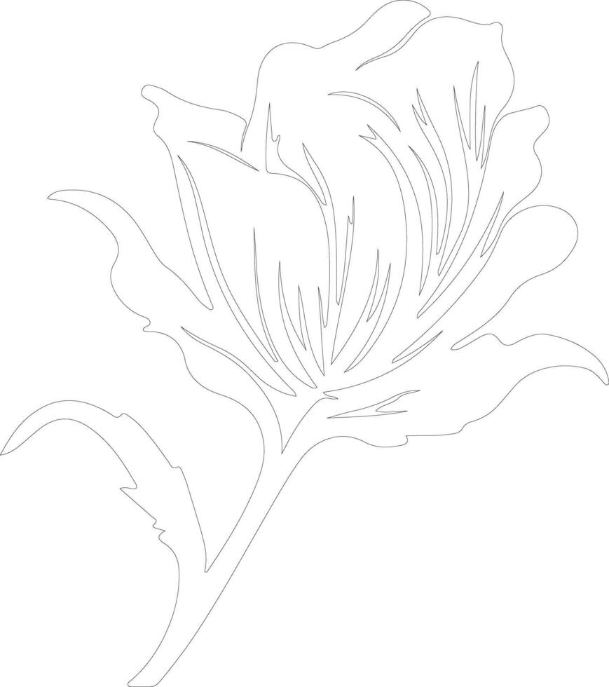 radicchio  outline silhouette vector