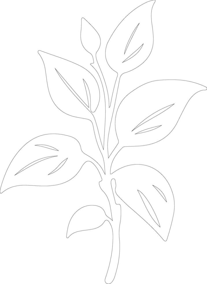 basil  outline silhouette vector