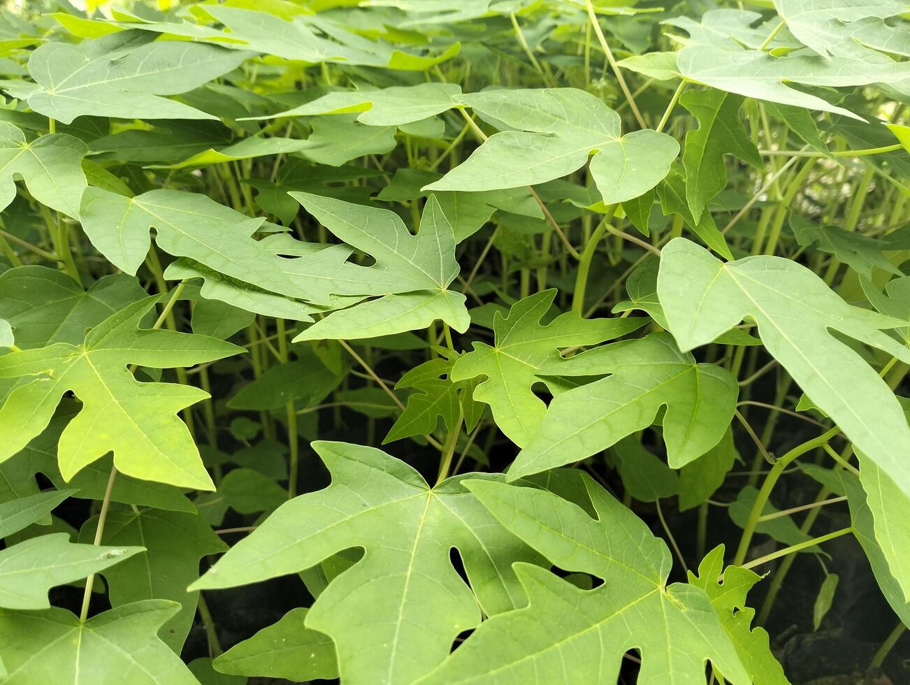 Small papaya tree growing in the field. The leaves of small papaya trees that grow in the yard are often used for fresh vegetables and traditional medicine photo