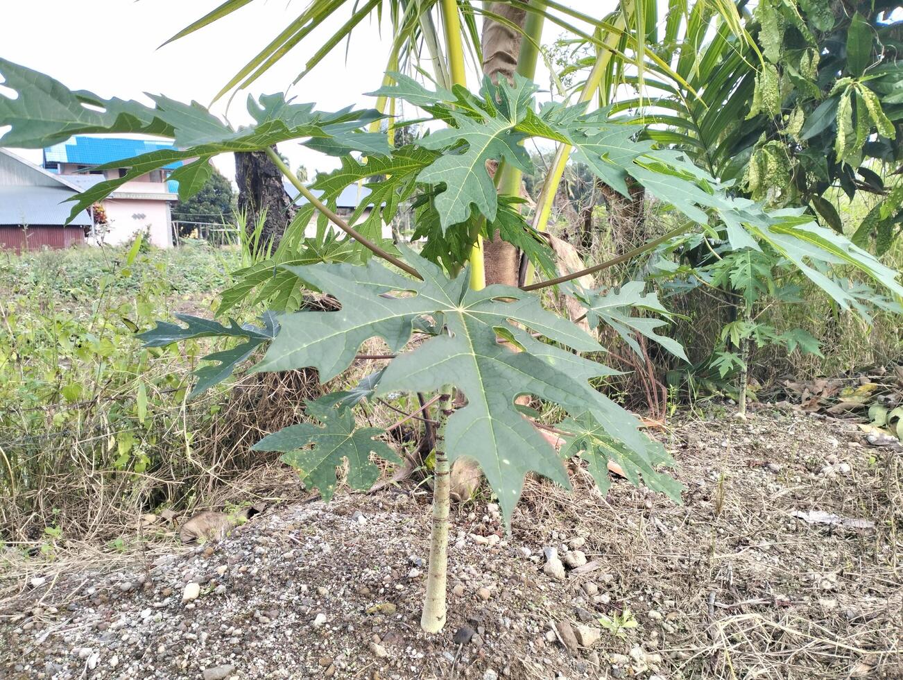 Small papaya tree growing in the field. The leaves of small papaya trees that grow in the yard are often used for fresh vegetables and traditional medicine photo