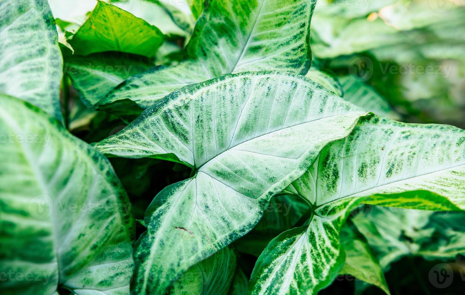 Tropical Caladium Leaves. Caladium leaves background. Details of caladium plants in a garden photo