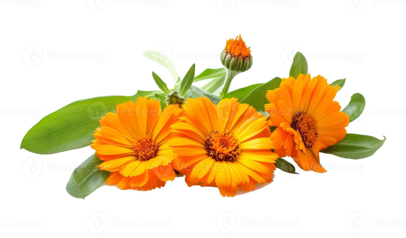 Calendula. Marigold flowers with leaves photo