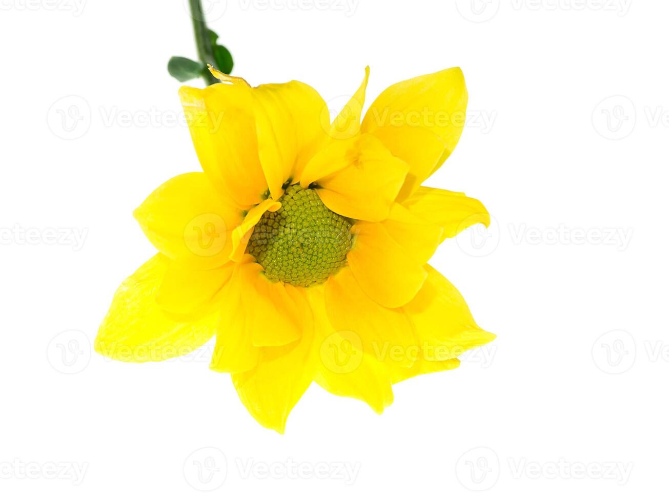 Close up Chrysanthemum flower. photo