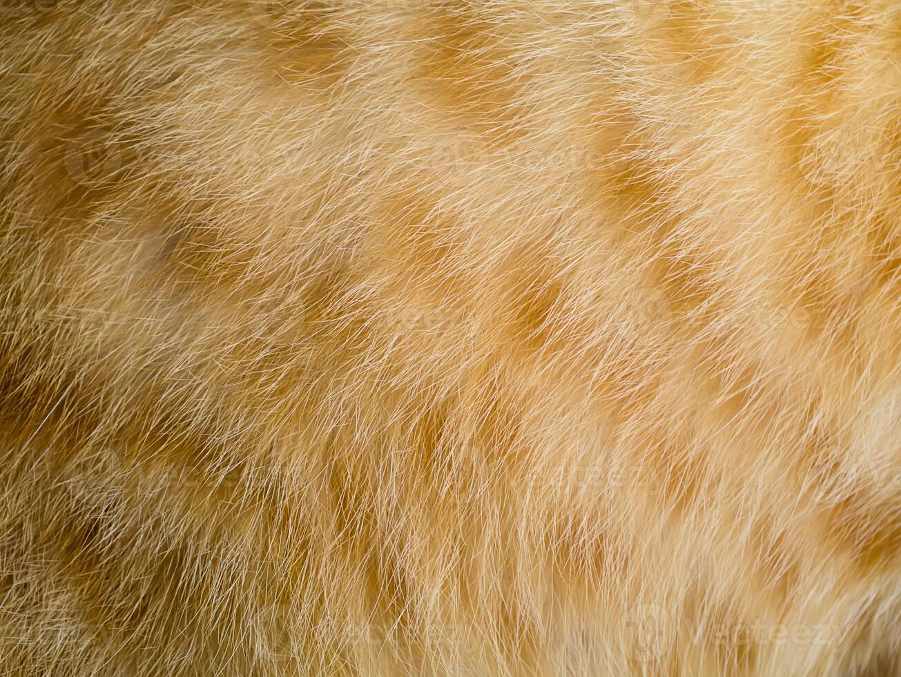 Close up Orange cat fur background photo