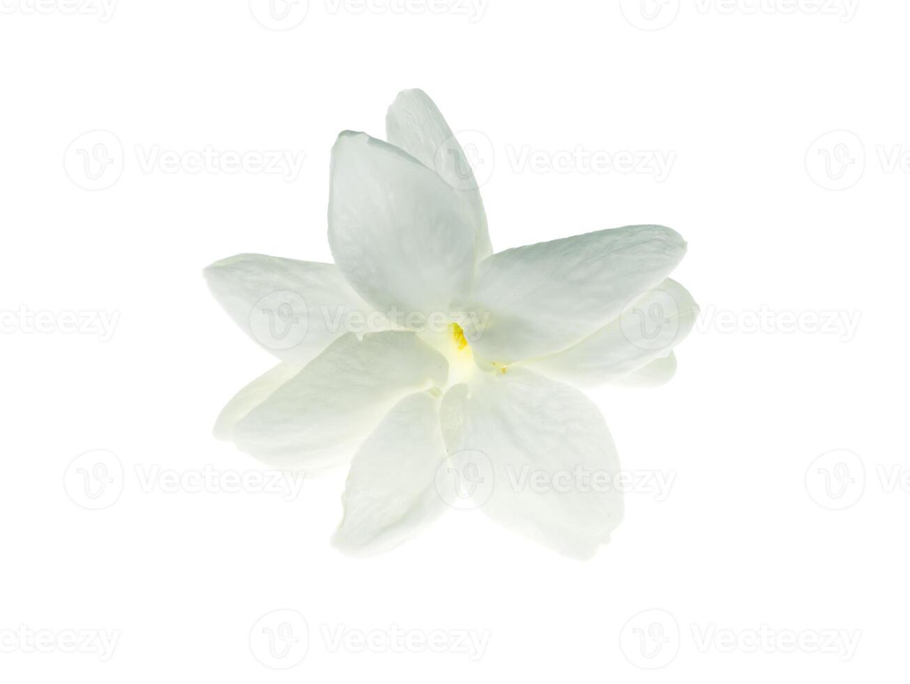 Close up of jasmine flower. photo