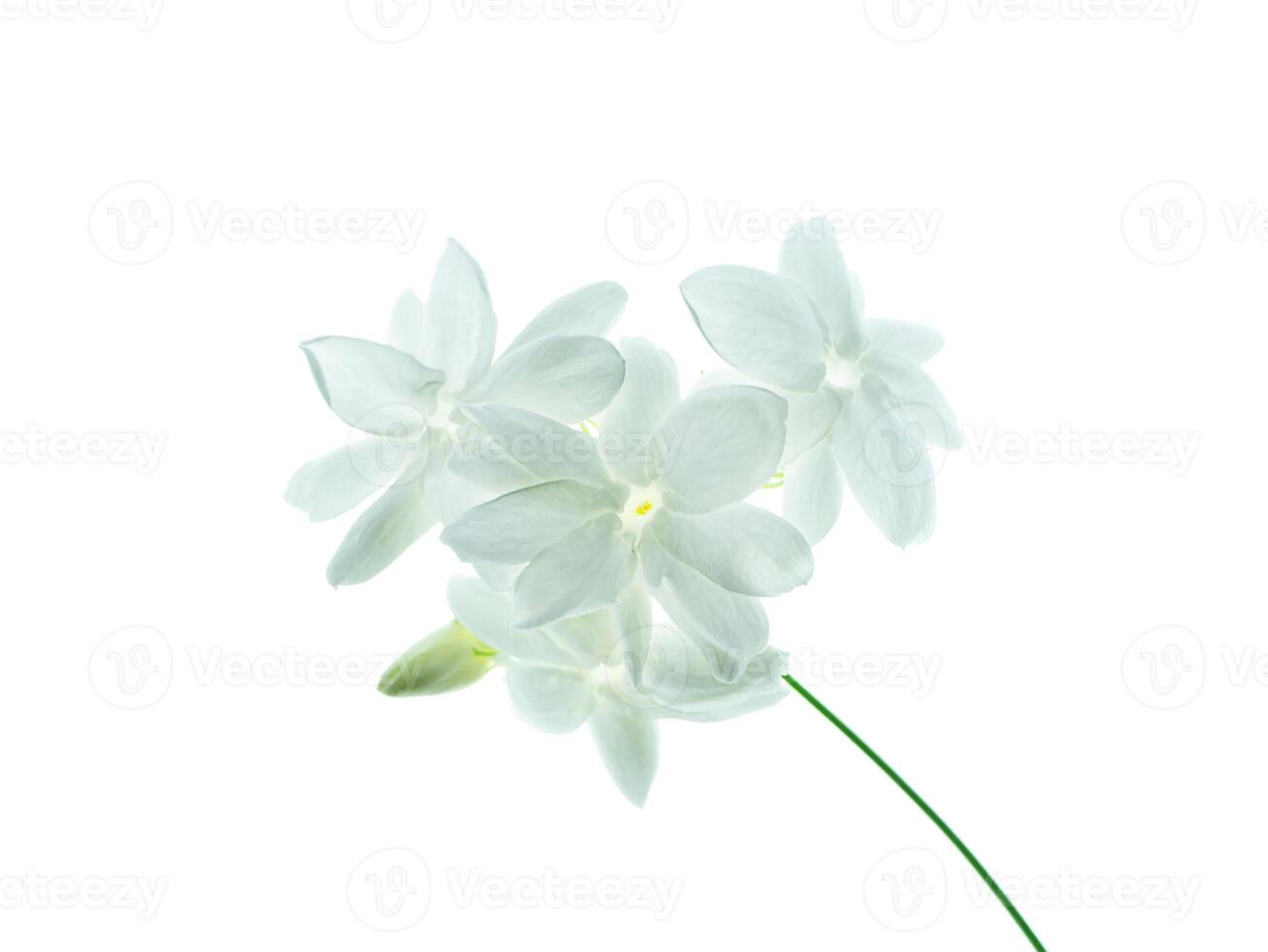 Close up of jasmine flower. photo