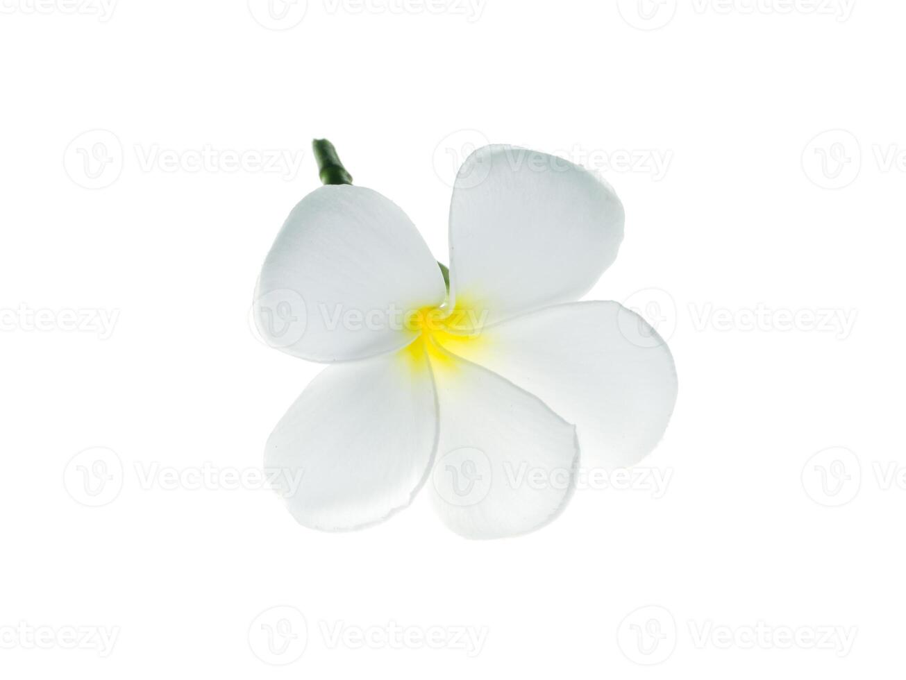 primer plano de la flor de frangipani foto