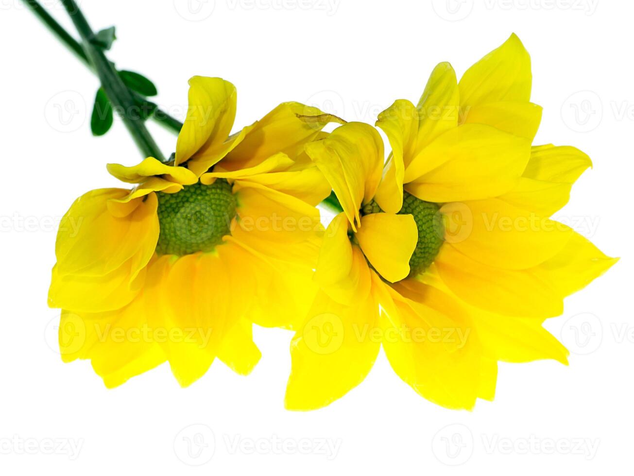 Close up Chrysanthemum flower. photo