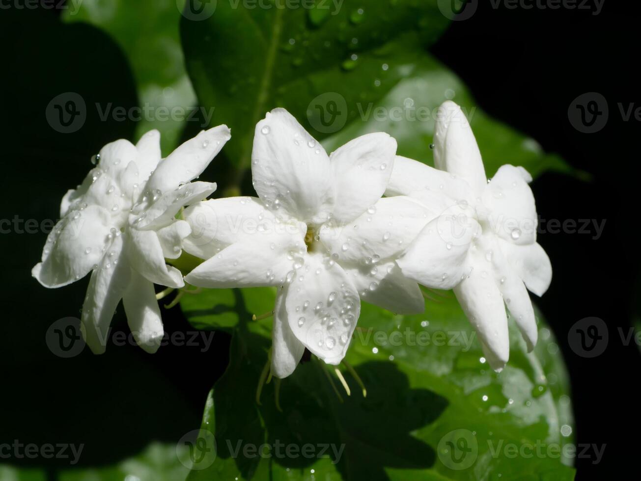 Close up of jasmine flower. photo