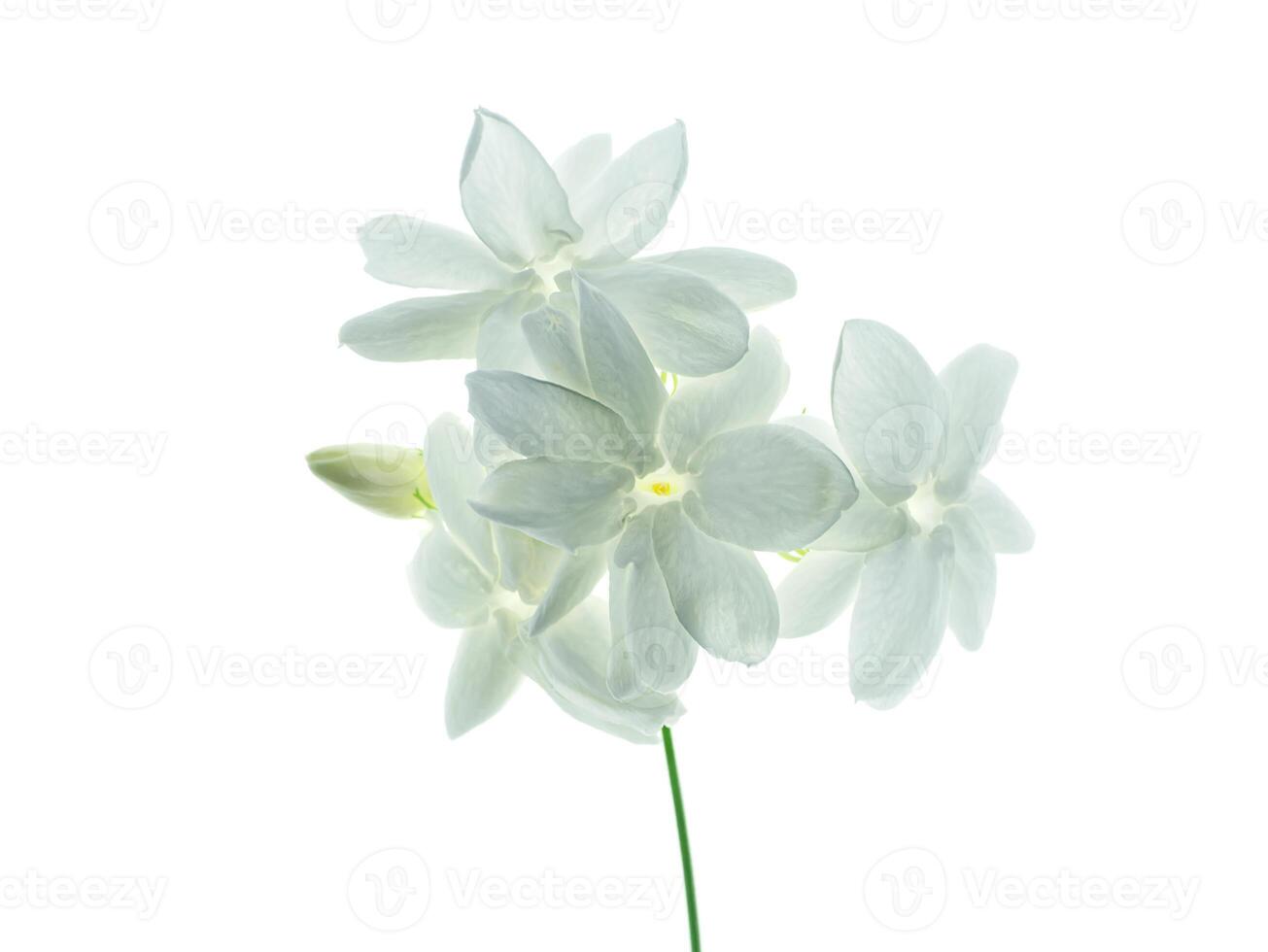 Close up of jasmine flower. photo