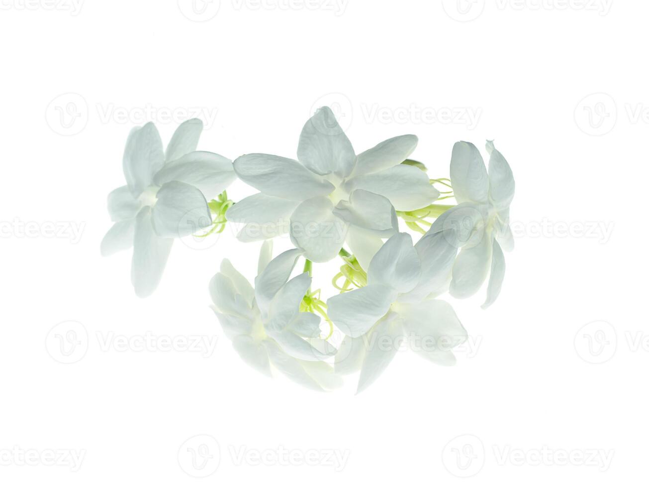 Close up of jasmine flower. photo