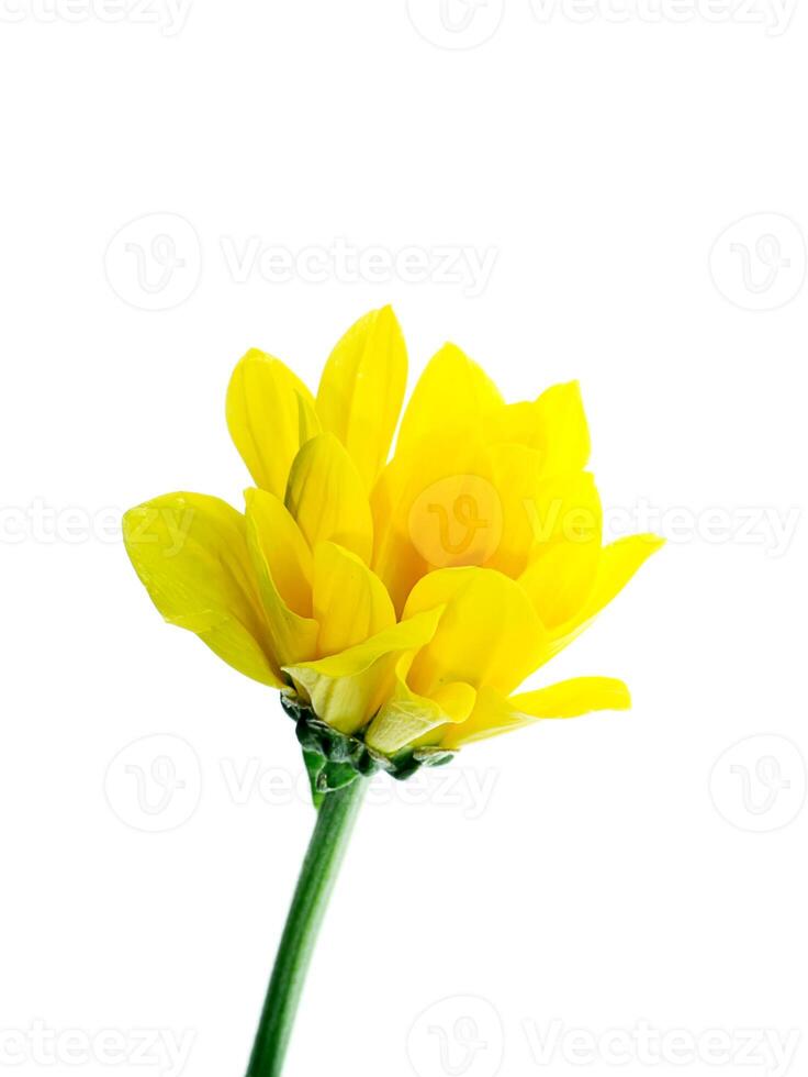 Close up Chrysanthemum flower. photo