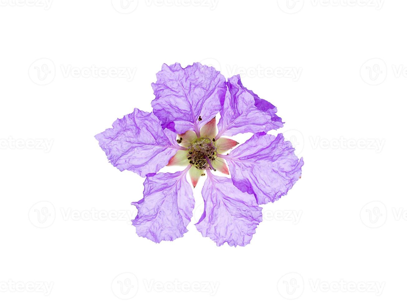 Lagerstroemia speciosa flower photo