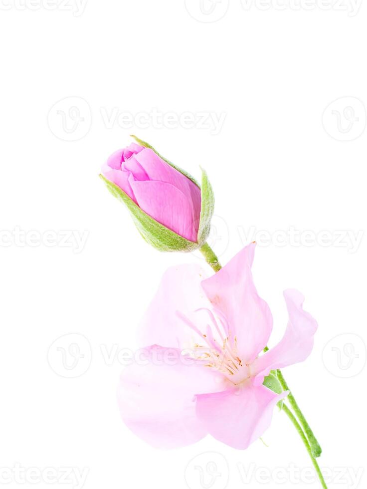 Close up of Pink Dombeya flower photo