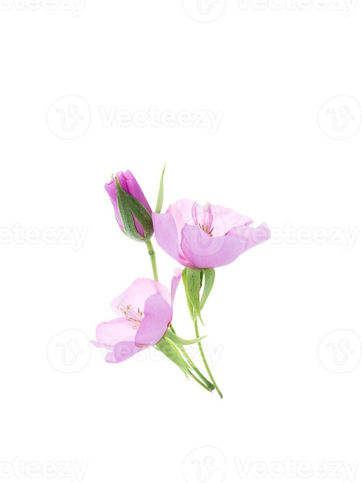 Close up of Pink Dombeya flower photo