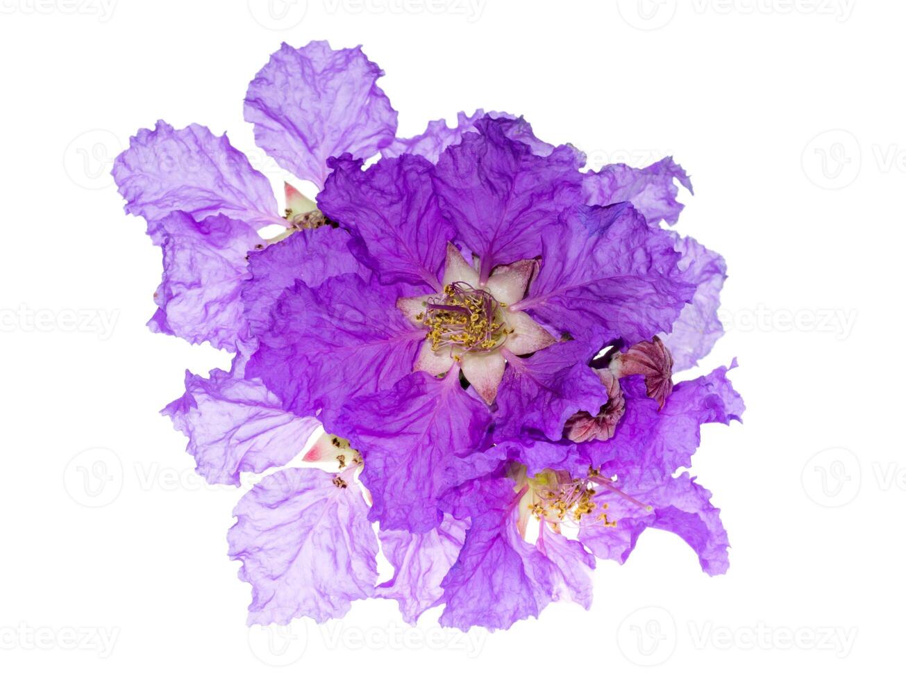 Lagerstroemia speciosa flower photo