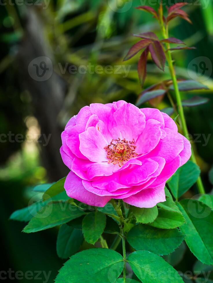 Pink of Damask Rose flower. photo