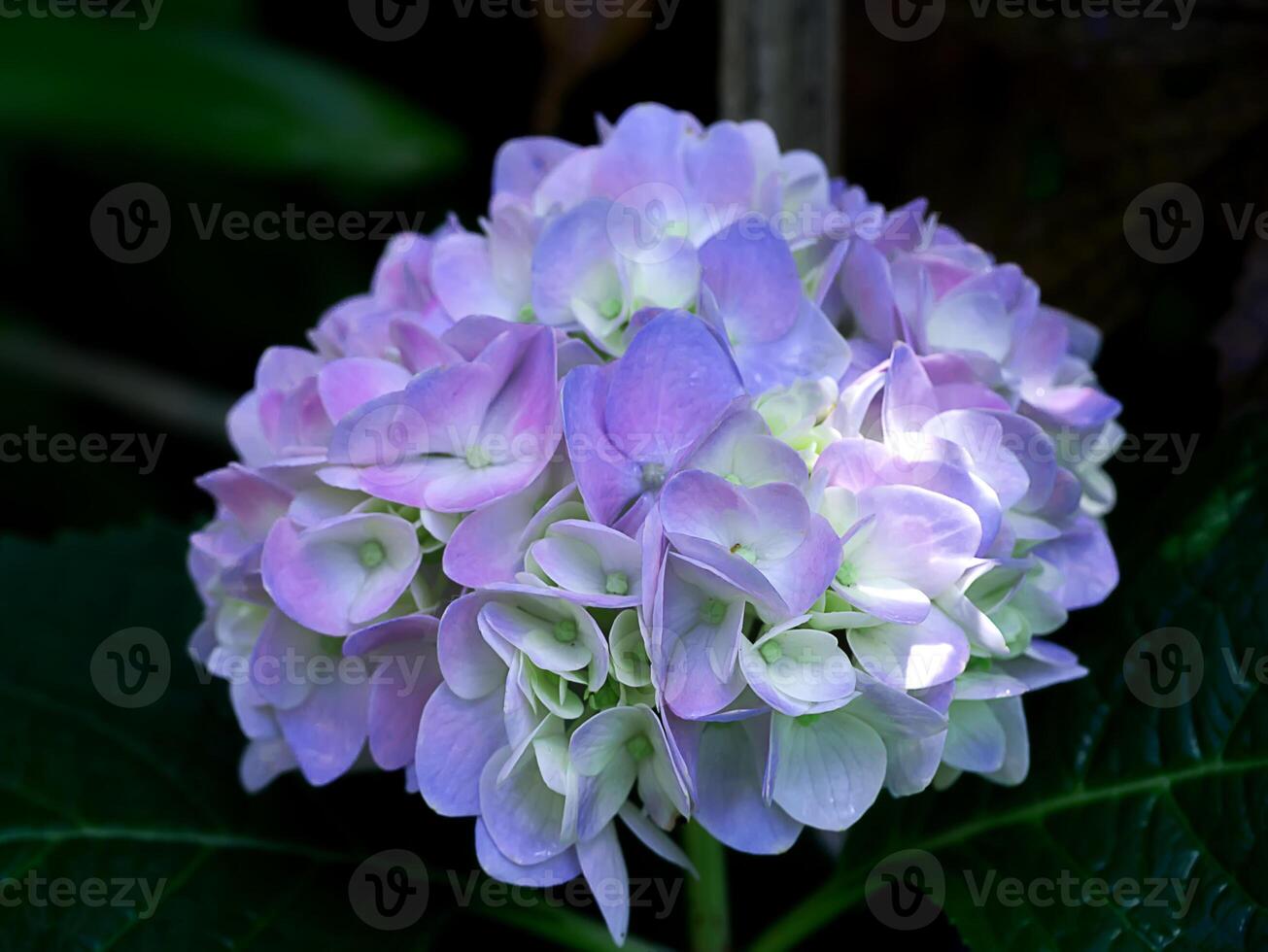 Close up Hydrengea flower. photo