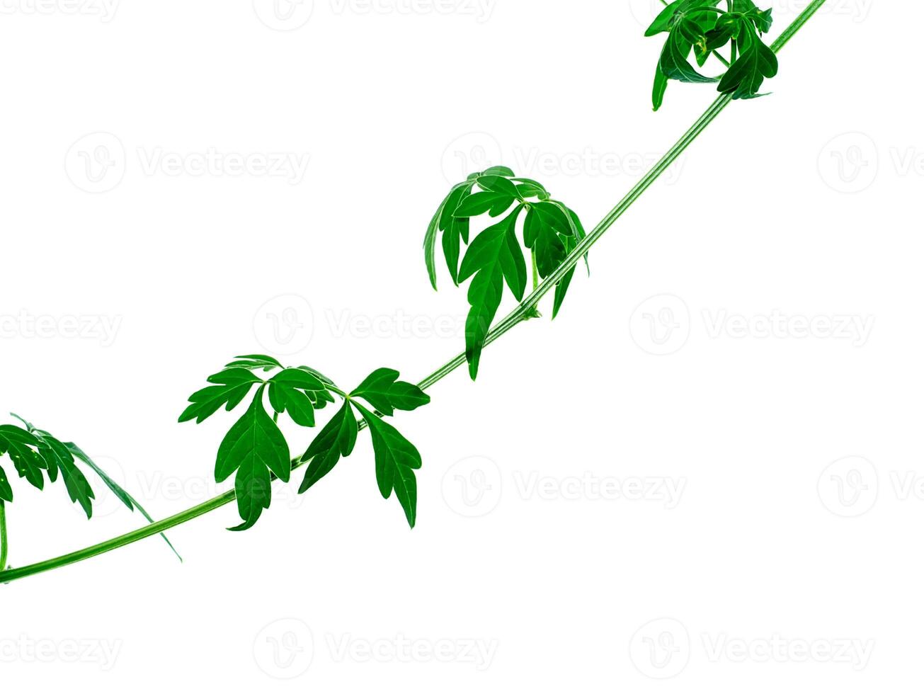 Close up of Balloon vine plant on white background. photo