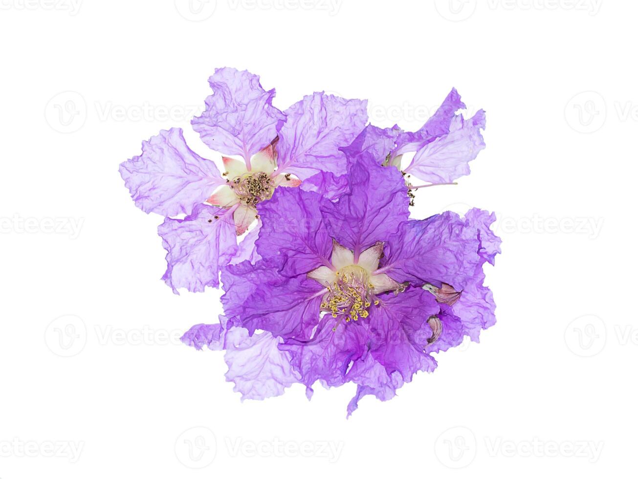 Lagerstroemia speciosa flower photo