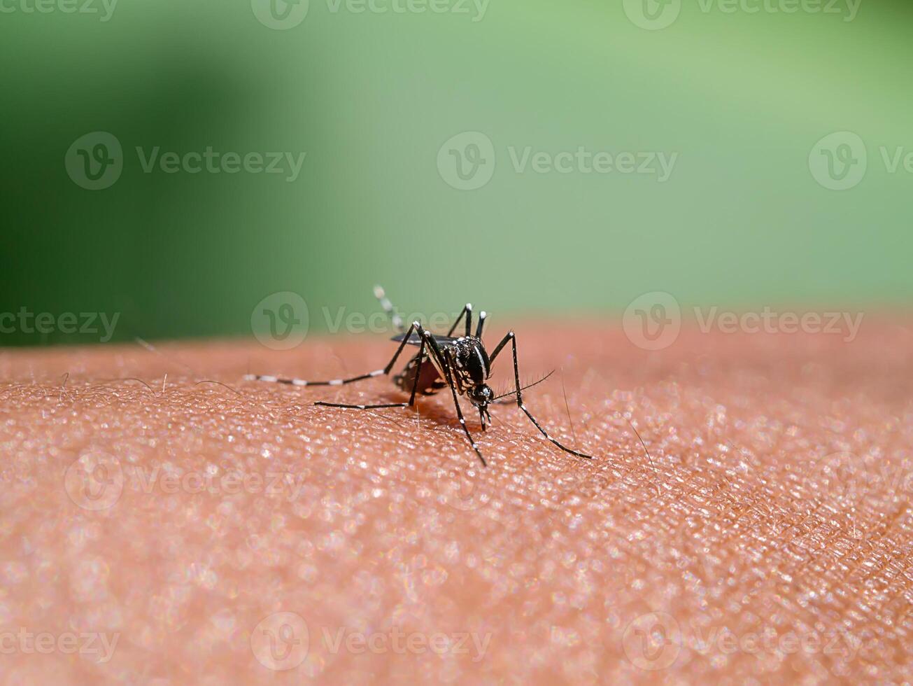 Mosquitoes are sucking blood on the skin. photo