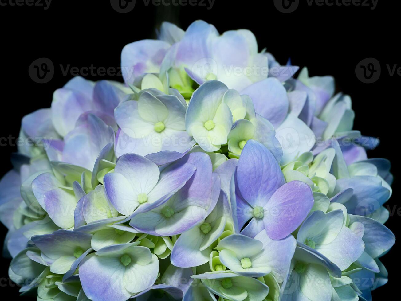 Close up Hydrengea flower. photo