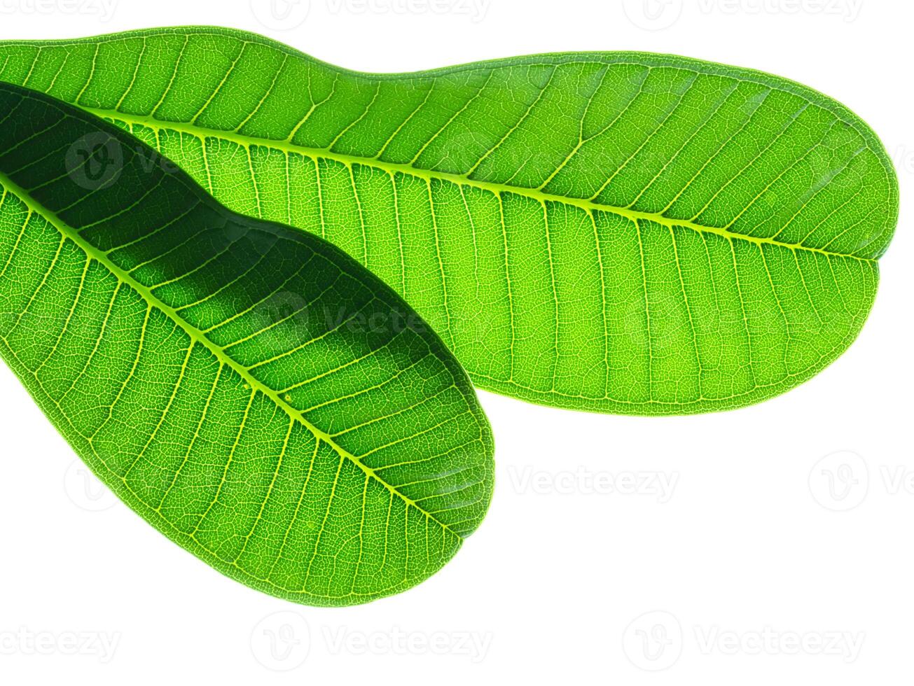 Close up of Frangipani leaf photo