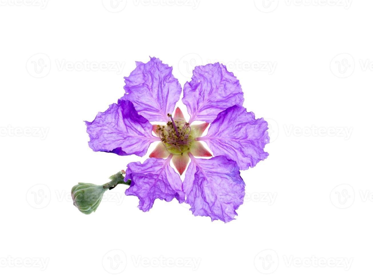 Lagerstroemia speciosa flower photo