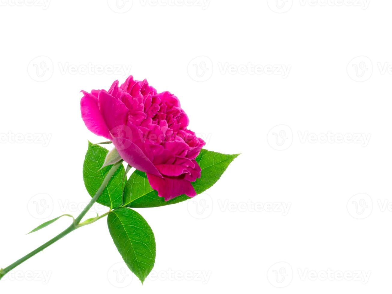 Dark pink of Damask Rose flower. photo