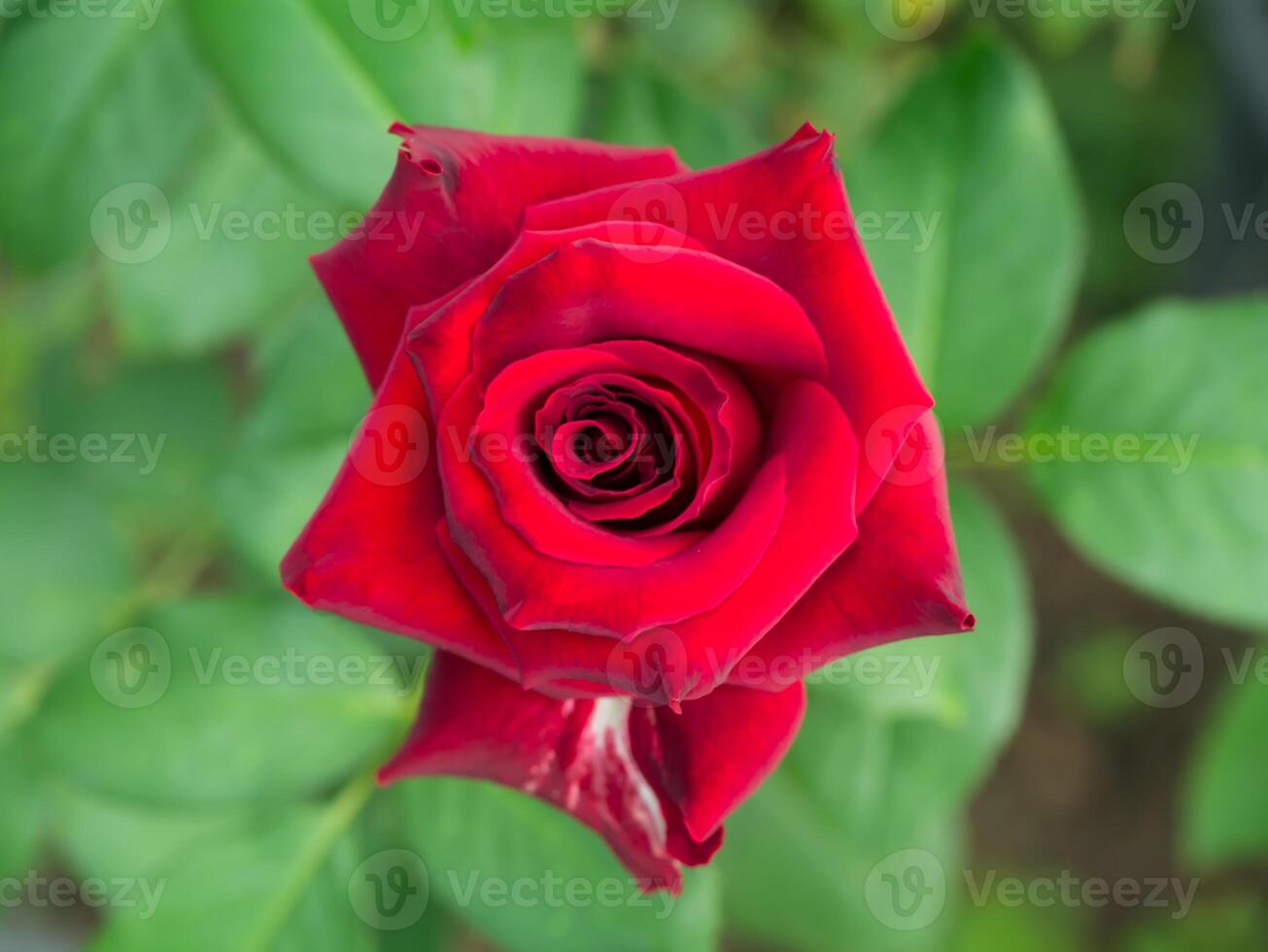 Dark red rose flower. photo