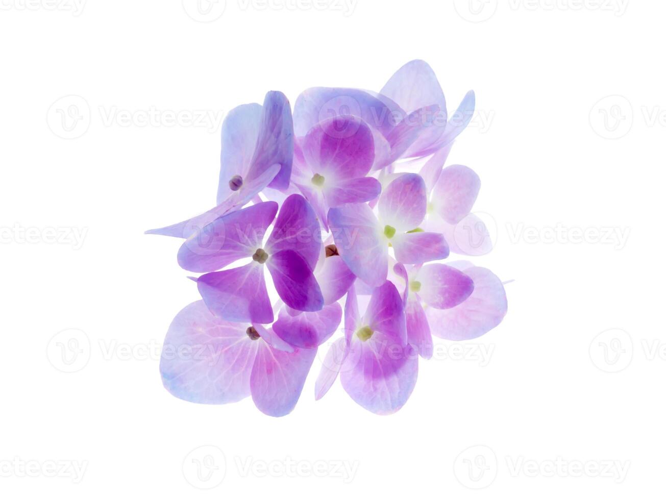 Close up Hydrengea flower. photo
