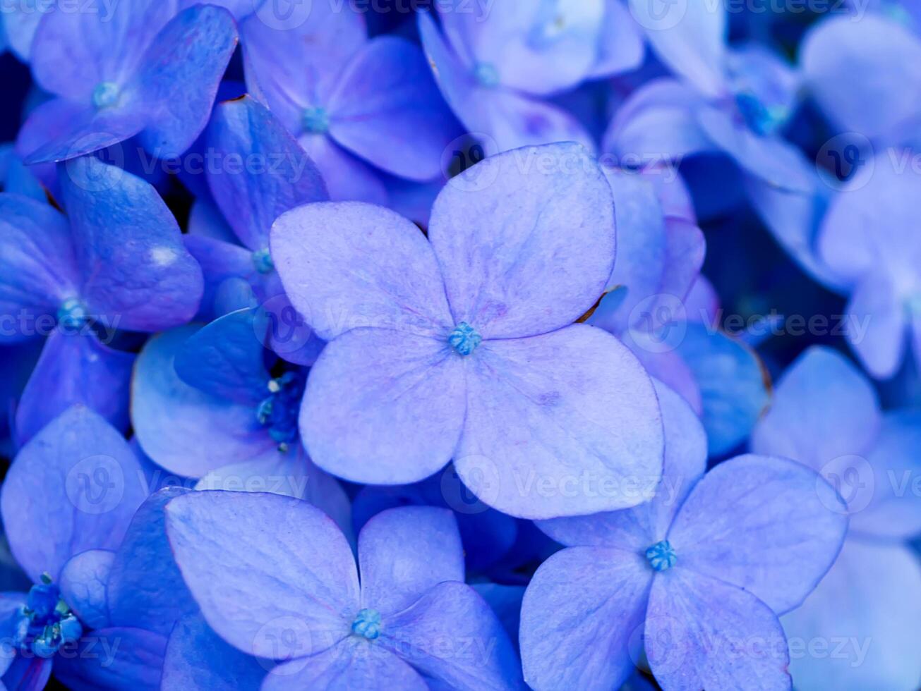 Close up Hydrengea flower. photo