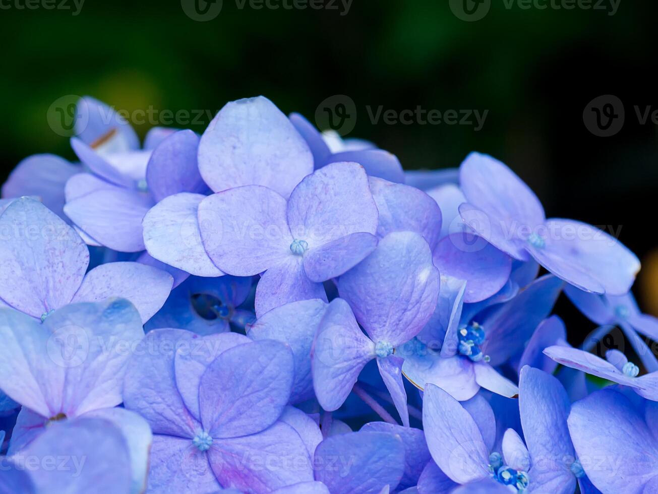 Close up Hydrengea flower. photo