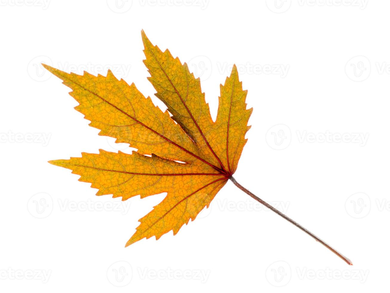 Close up leaf of  cranberry hibiscus photo
