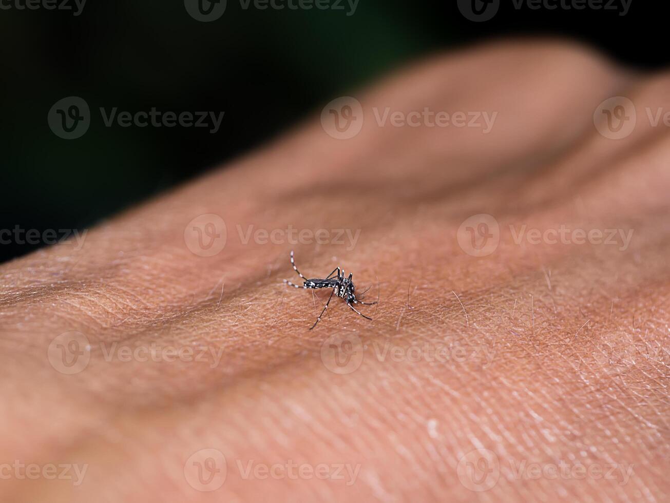 mosquitos son succión sangre en el piel. foto