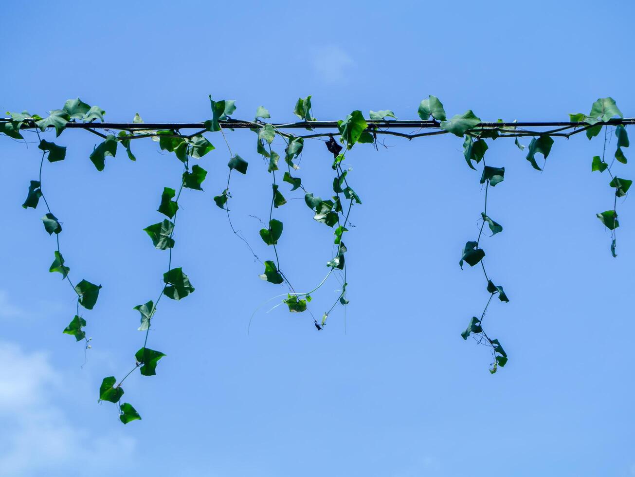 ivy gourd on the power line with blue sky photo