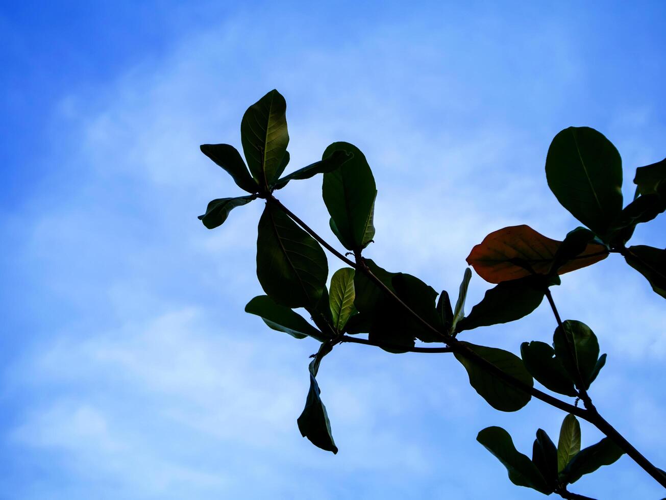 Silhouette of leaves with blue sky. photo