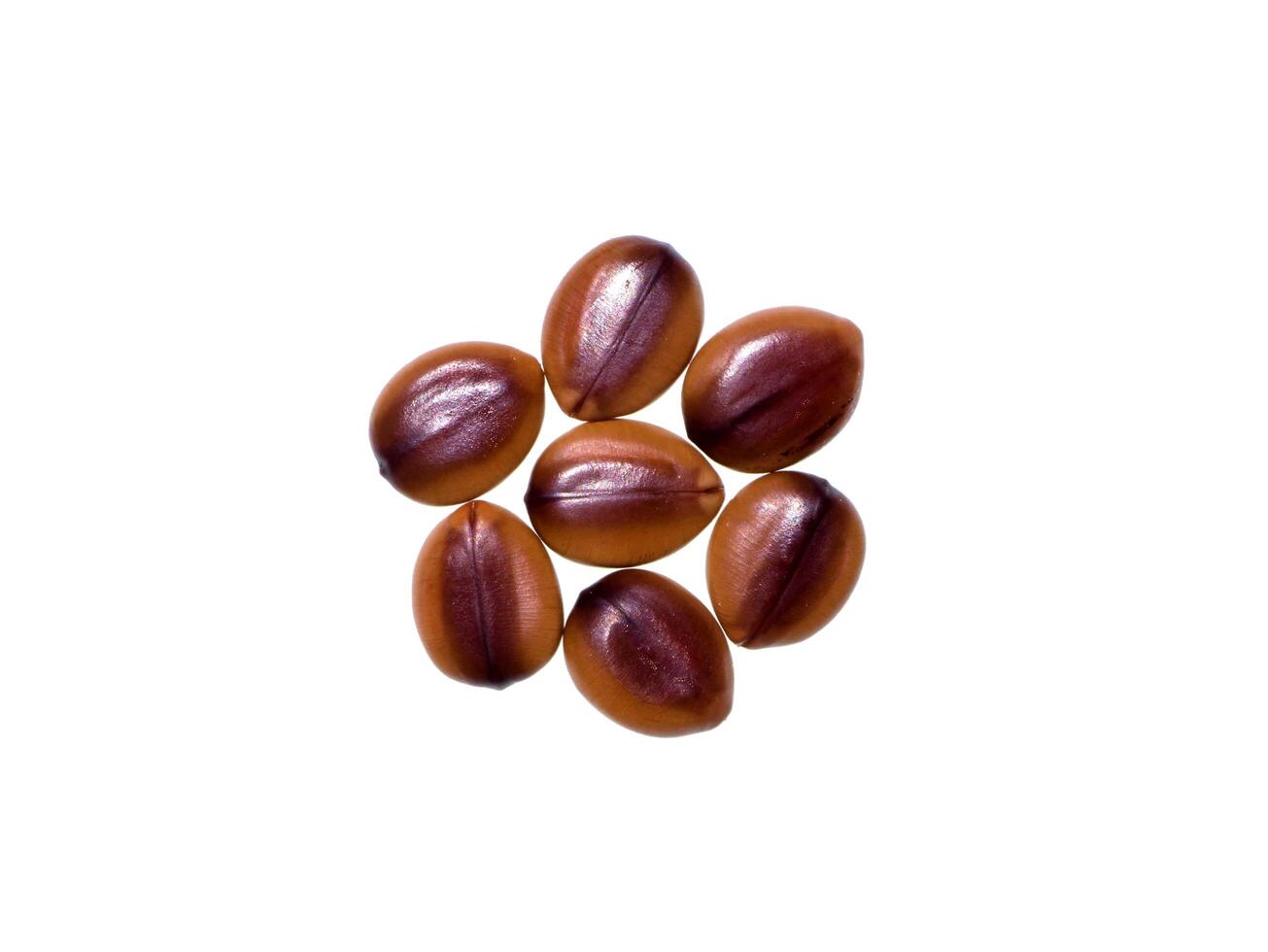 Cassia fistula seed photo