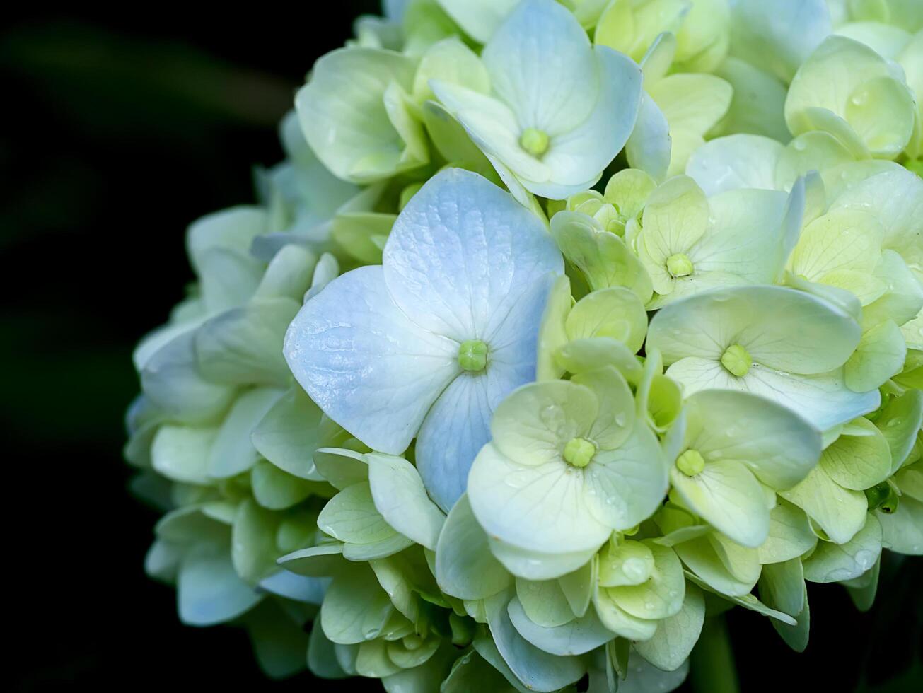 Close up Hydrengea flower. photo