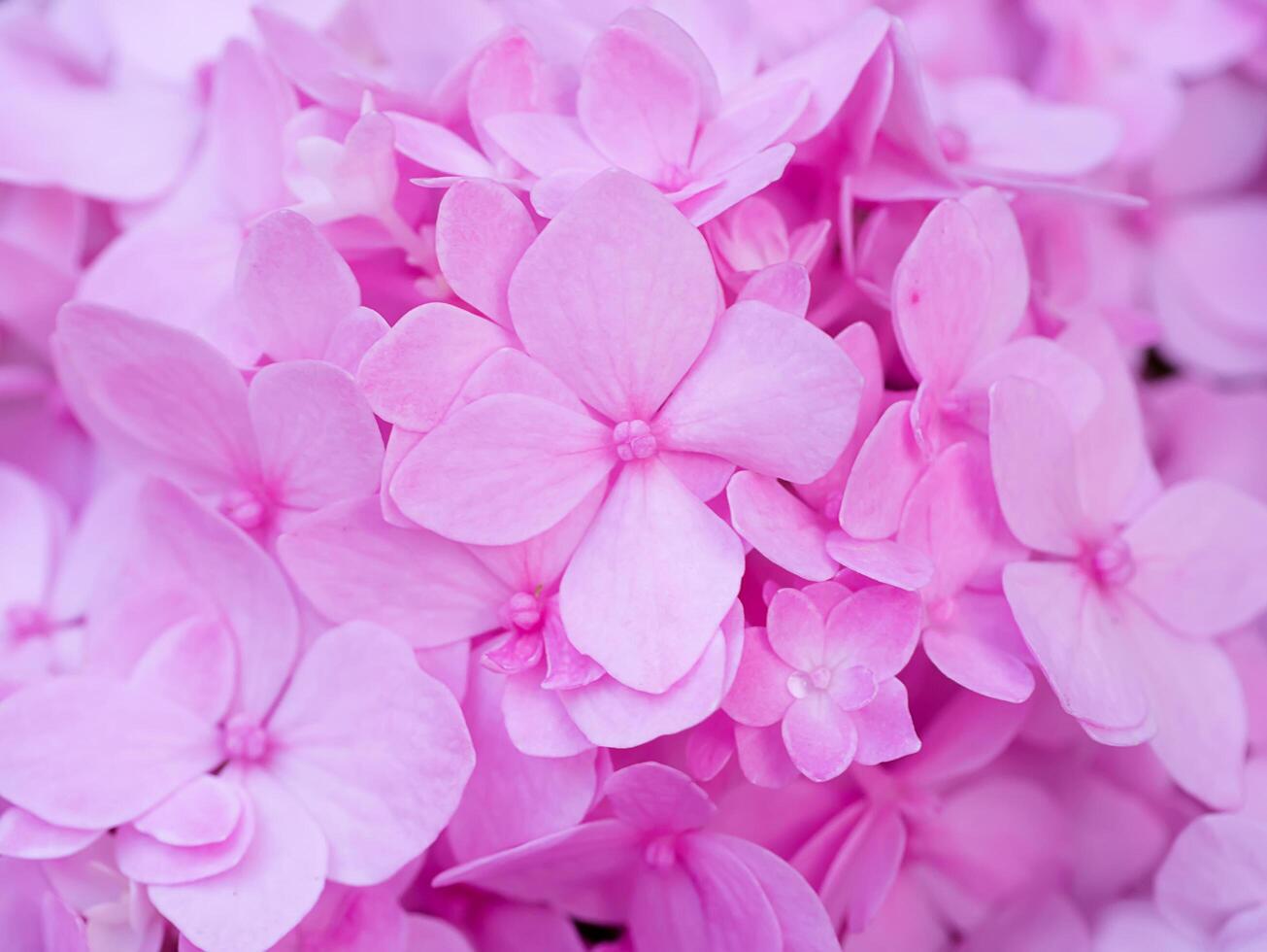 Close up Hydrengea flower. photo