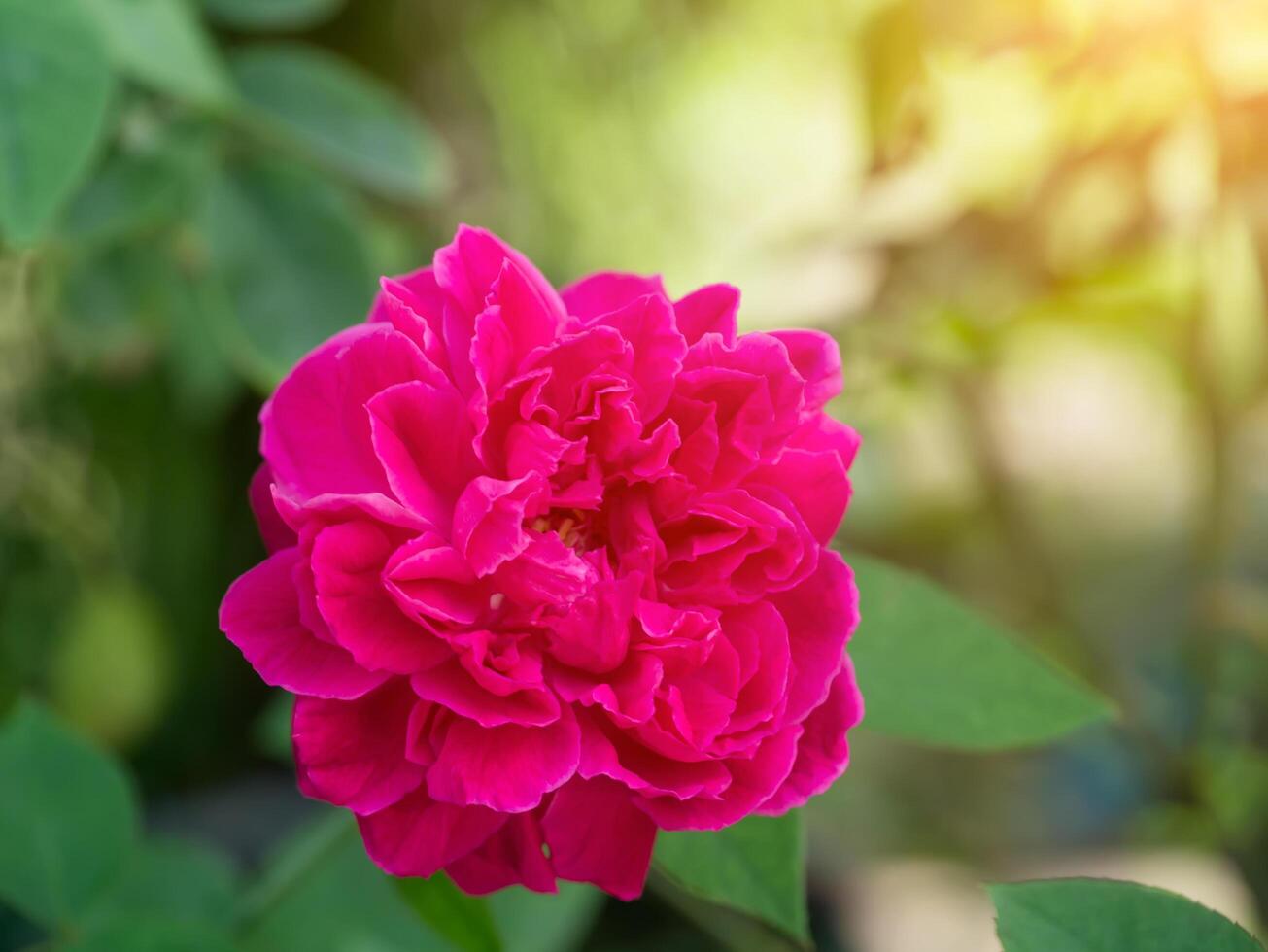 Dark pink of Damask Rose flower. photo