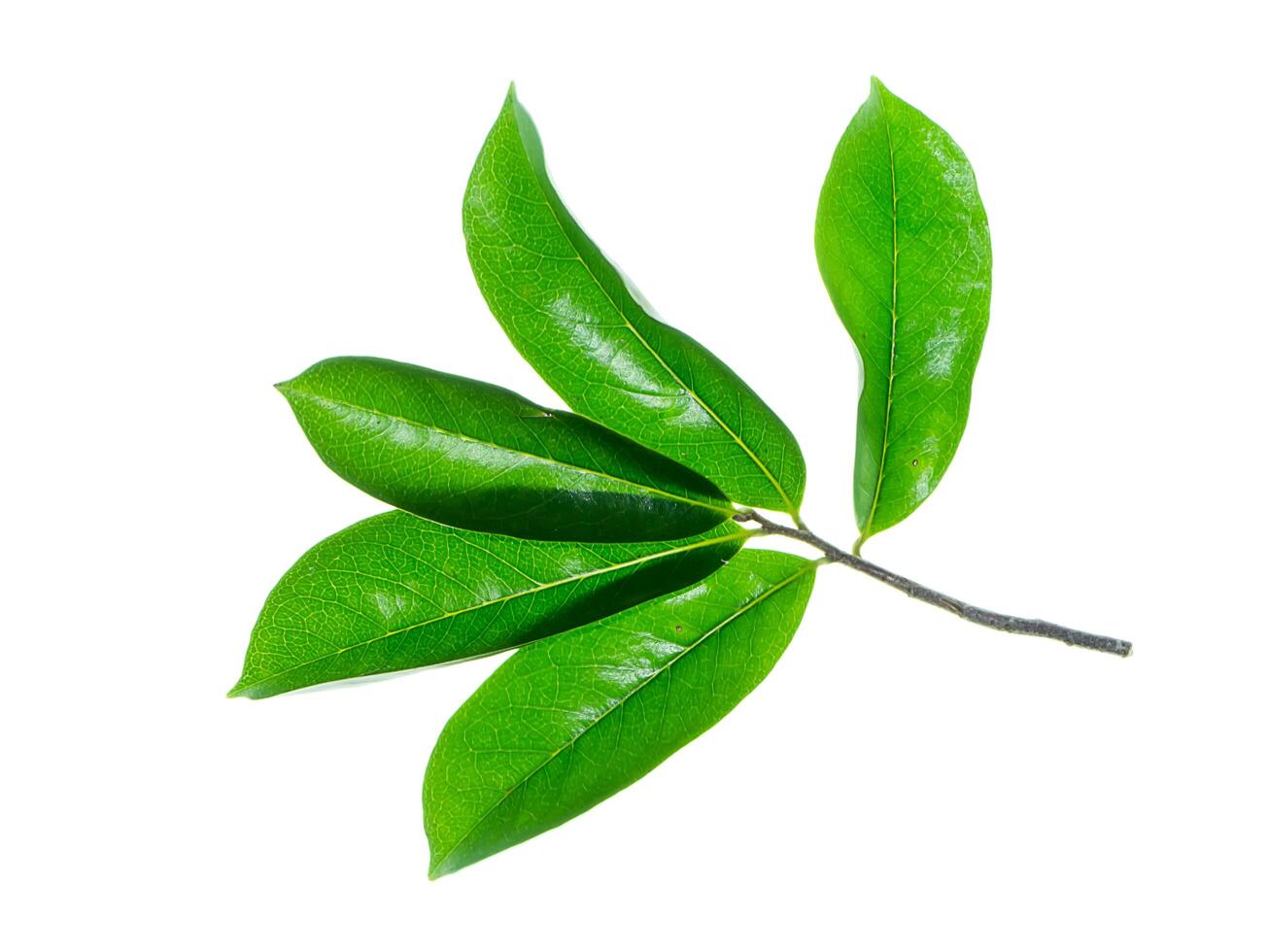 Soursop leaves on white background photo